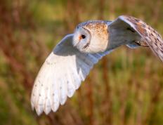 开云体育入口-塔图姆的制胜武器，当制造杀伤成为一种艺术