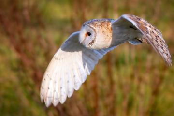 开云体育入口-塔图姆的制胜武器，当制造杀伤成为一种艺术