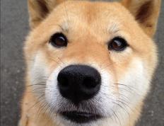 开云体育登录-当拉齐奥遇上洪都拉斯，一场跨越次元的对决，库尔图瓦数据何以全面爆炸？