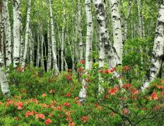 开云APP-跨越太平洋的胜利法则，广东队的终结术与小贾伦的关键先生启示录