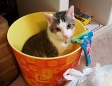 开云体育中国-哈登破茧成蝶，广厦骑士大战背后的全能统治密码