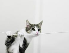 开云下载-冰火两重天，快船单节狂潮撕碎老鹰，锡安奥运前夜展露统治獠牙