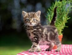 开云官网-美加墨世界杯之夜，阿劳霍铸就无解防线，对手的绝望与传奇的诞生