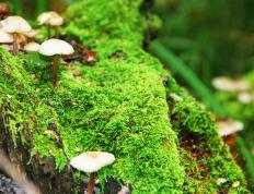 开云体育入口-绿茵场上的双城记，格纳布里爆发引领胜利，埃及强行终结伊朗梦想