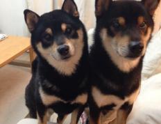 开云下载-森林狼强势踏平灰熊，约基奇关键制胜诠释领袖价值