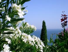 开云平台-意甲焦点战映照CBA德比，广东队拿下深圳队的战略胜利