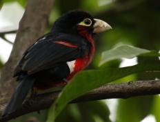 开云体育入口-森林狼踏平广厦队，锡安关键战不手软，巨星之光点燃跨洲对决