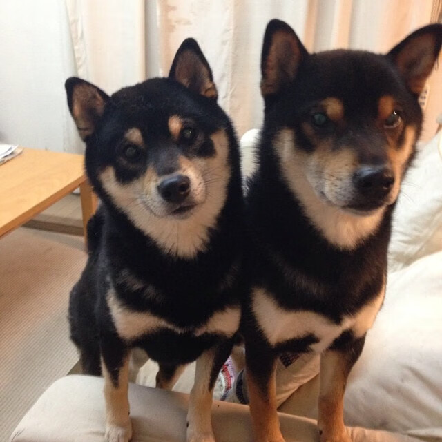 开云下载-森林狼强势踏平灰熊，约基奇关键制胜诠释领袖价值