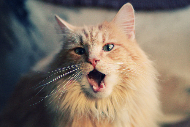 开云平台-F1年度争冠焦点战背后的跨界启示，希腊击败墨西哥的体育共鸣