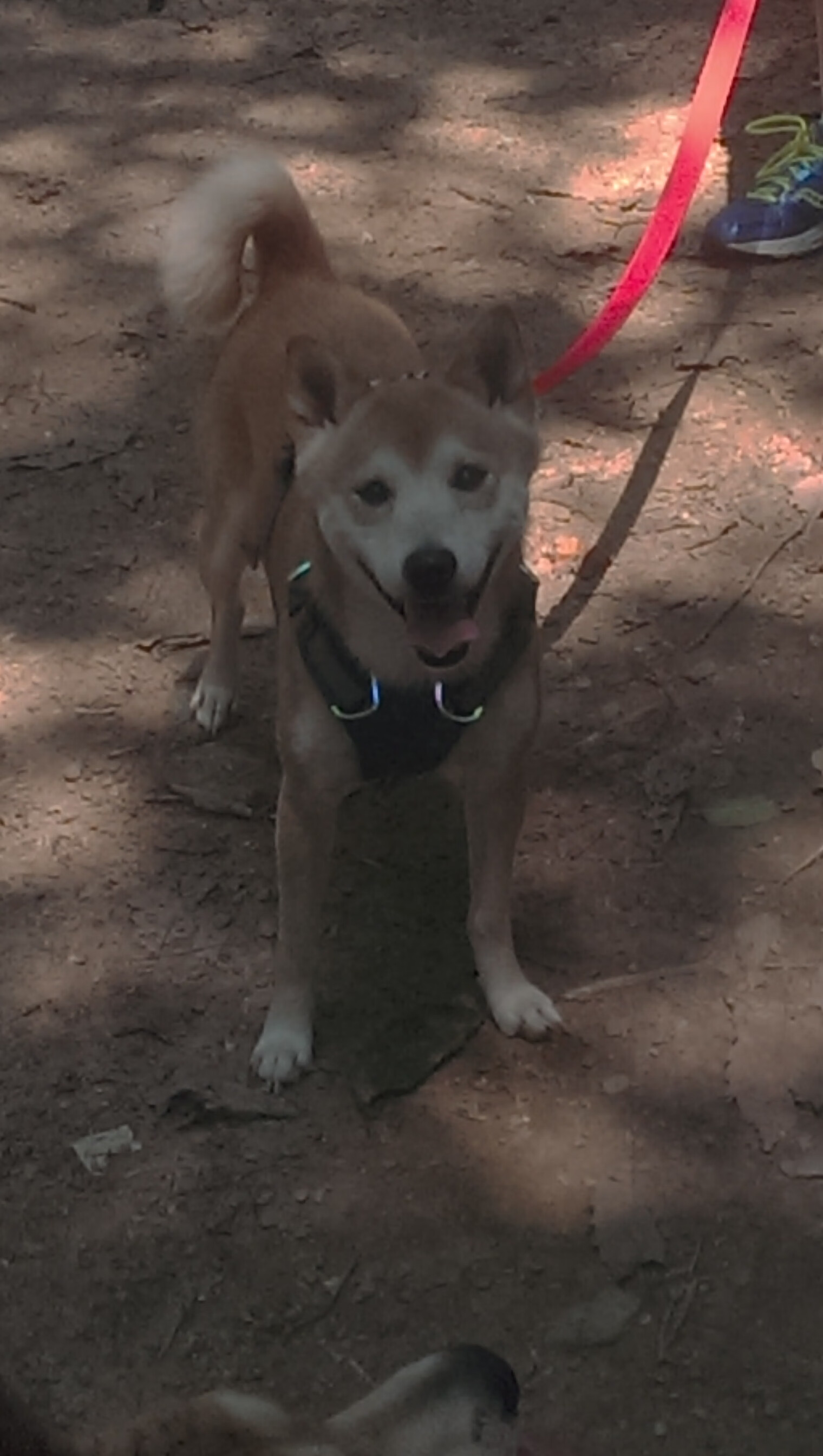 开云官网-黄蜂的节奏艺术与乔治的总决赛主宰，掌控与接管的双重奏