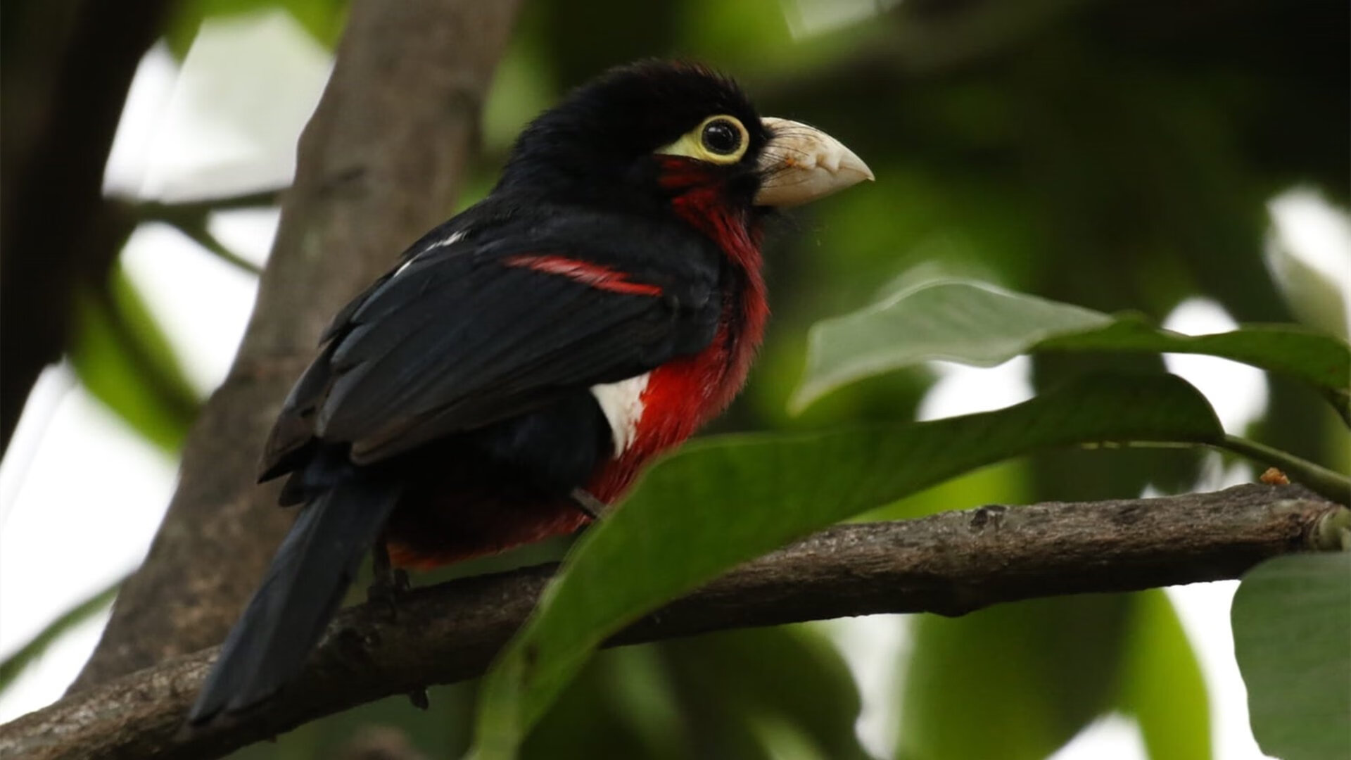 开云体育入口-森林狼踏平广厦队，锡安关键战不手软，巨星之光点燃跨洲对决