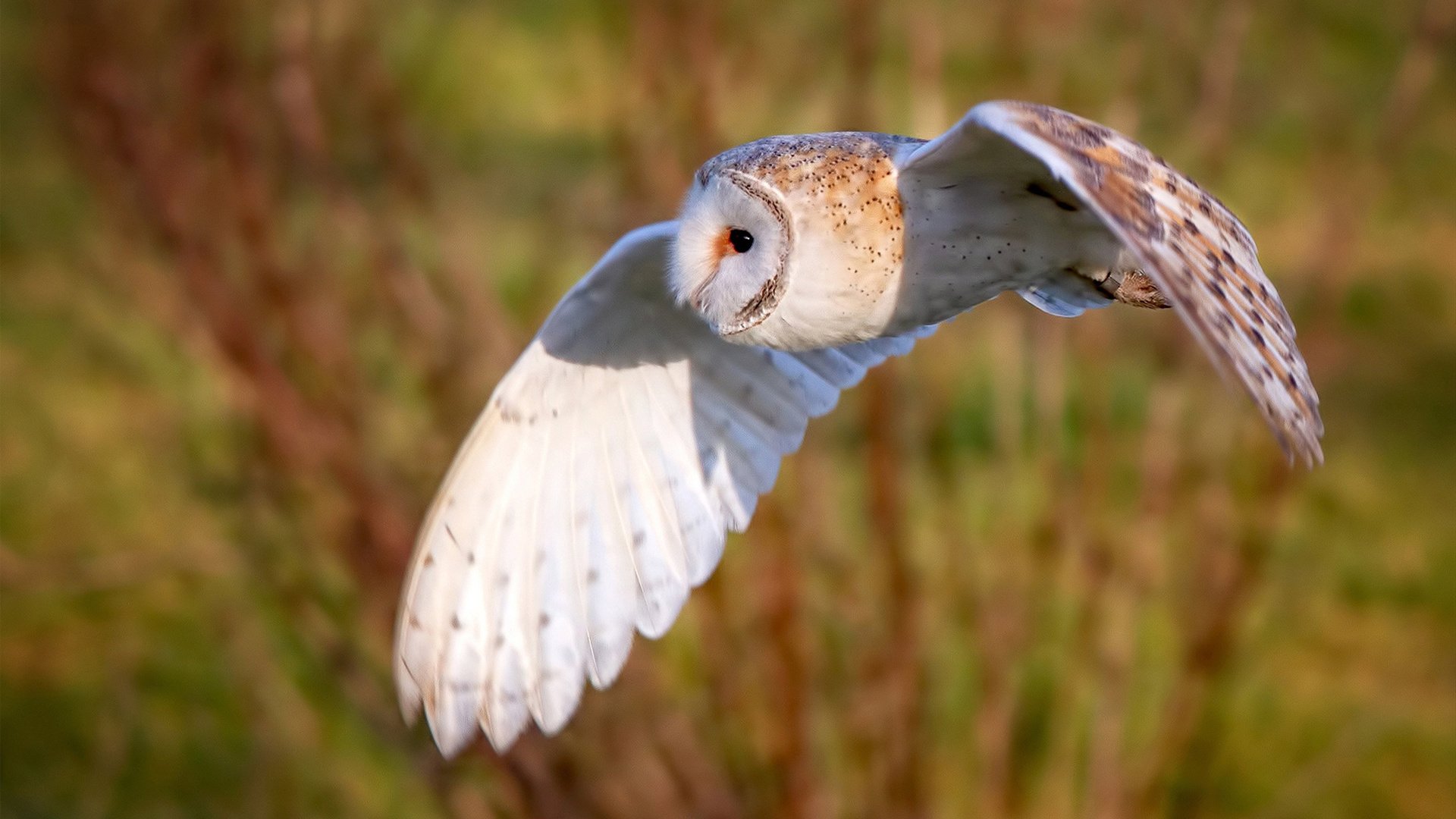 开云体育入口-塔图姆的制胜武器，当制造杀伤成为一种艺术