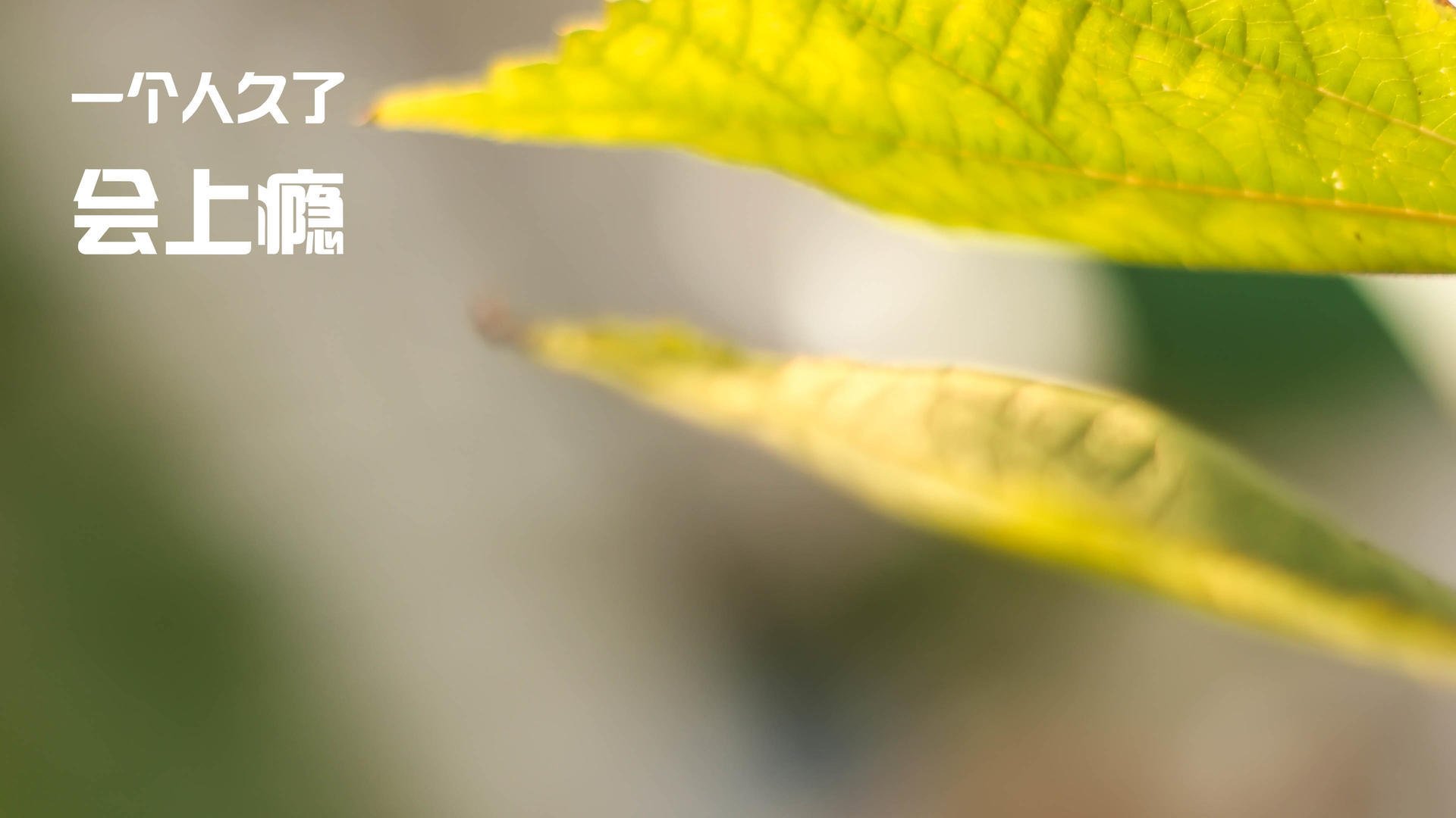 开云体育APP下载-从地狱到天堂，阿拉巴生涯之夜引爆尼日利亚惊天逆转