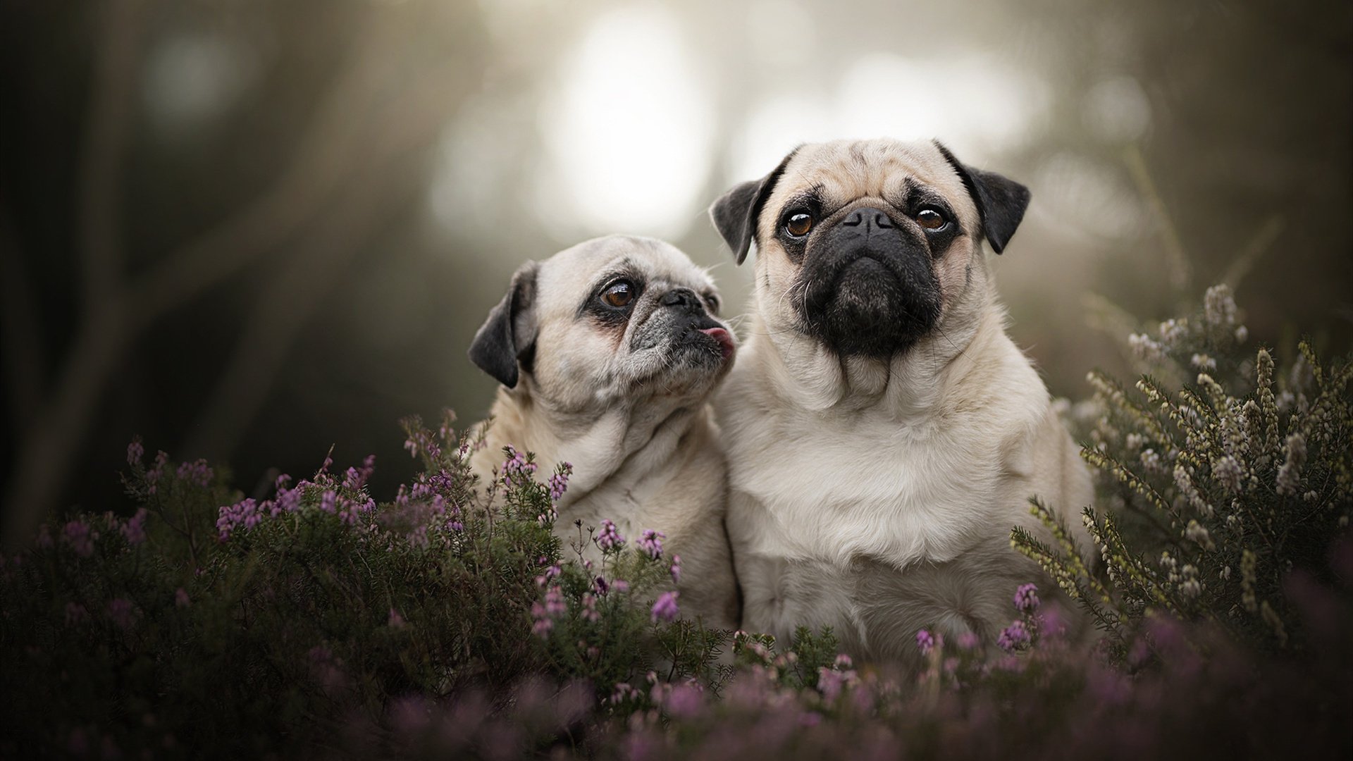 开云下载-从防守铁闸到末节杀神，戈贝尔亲手撕碎活塞式僵局