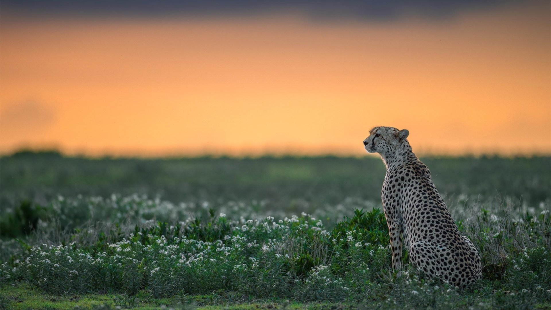 开云体育官方网站-双星闪耀夜，太阳灼热火焰，乔治主宰意甲绿茵