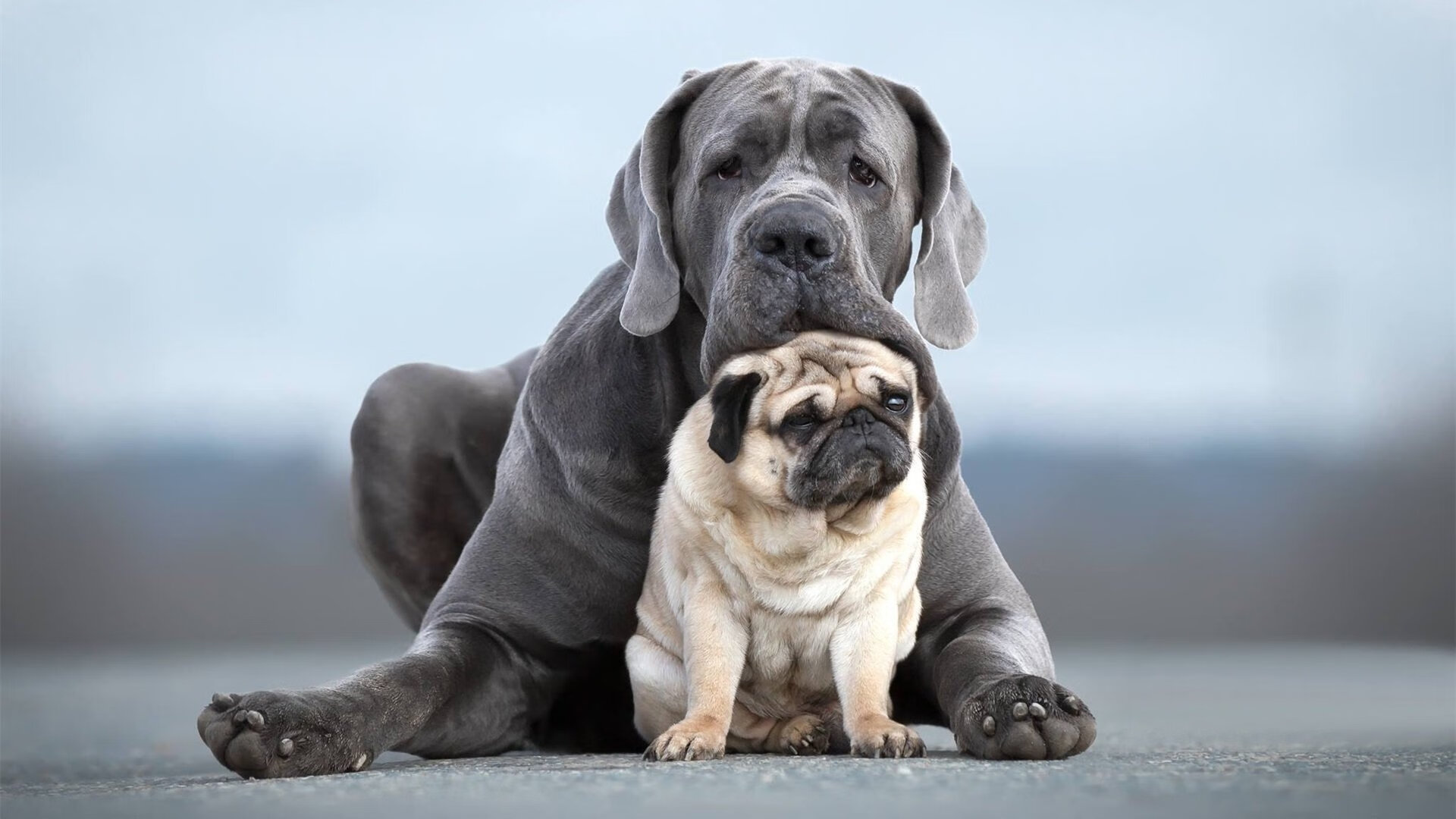 开云体育app-跨界体育风云录，新疆队强势拿下尼克斯，班凯罗在F1街道赛接管比赛