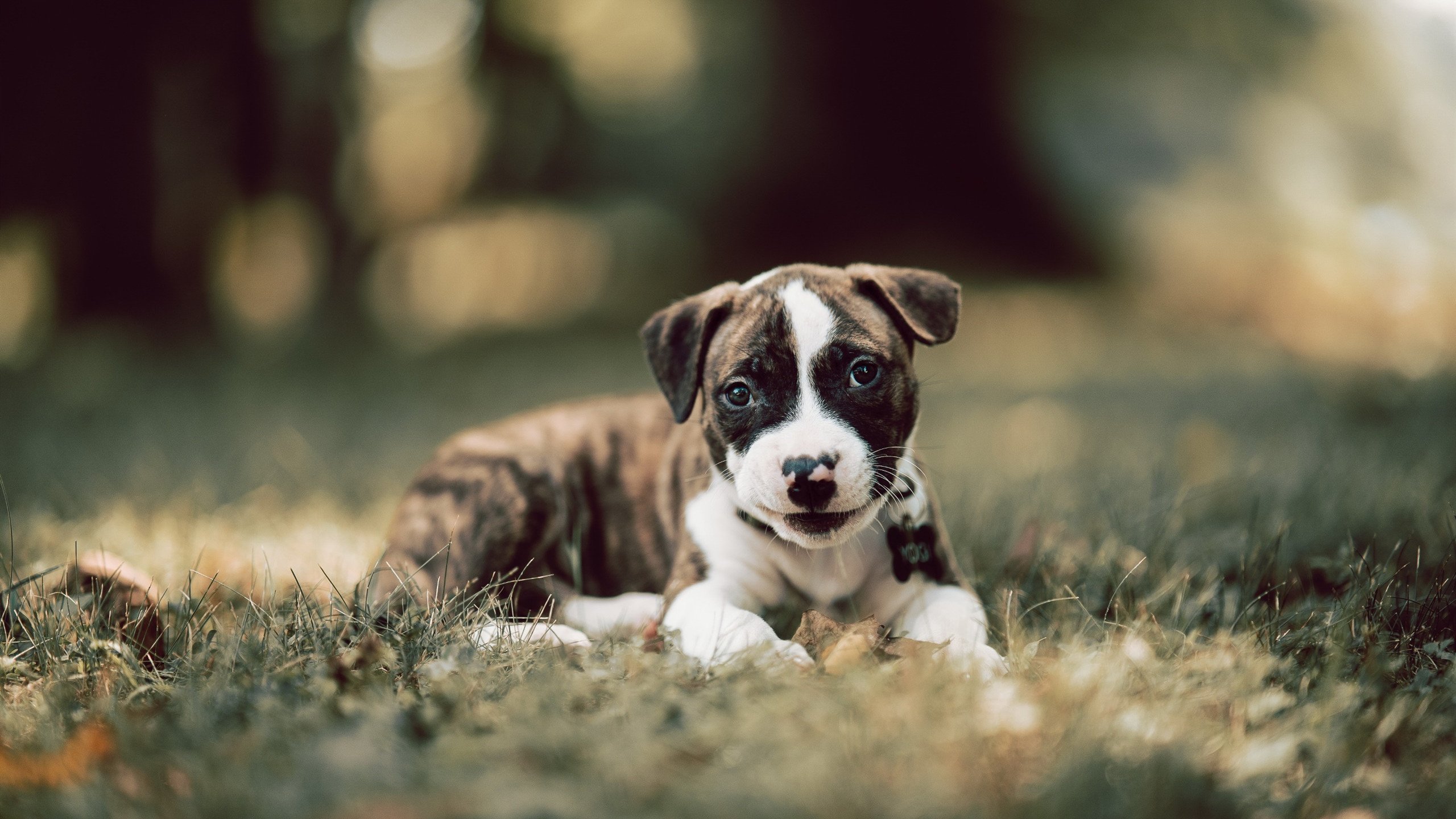 开云体育APP下载-奥亚尔萨瓦尔一战封神!足球篮球的跨界共鸣