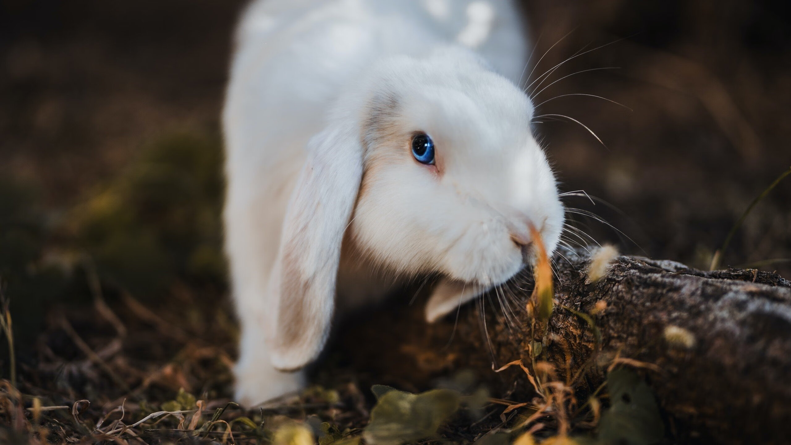 开云APP-关键节点上的英雄与颠覆,当阿尔瓦雷斯扼住命运咽喉,巴西巨人轰然倒下