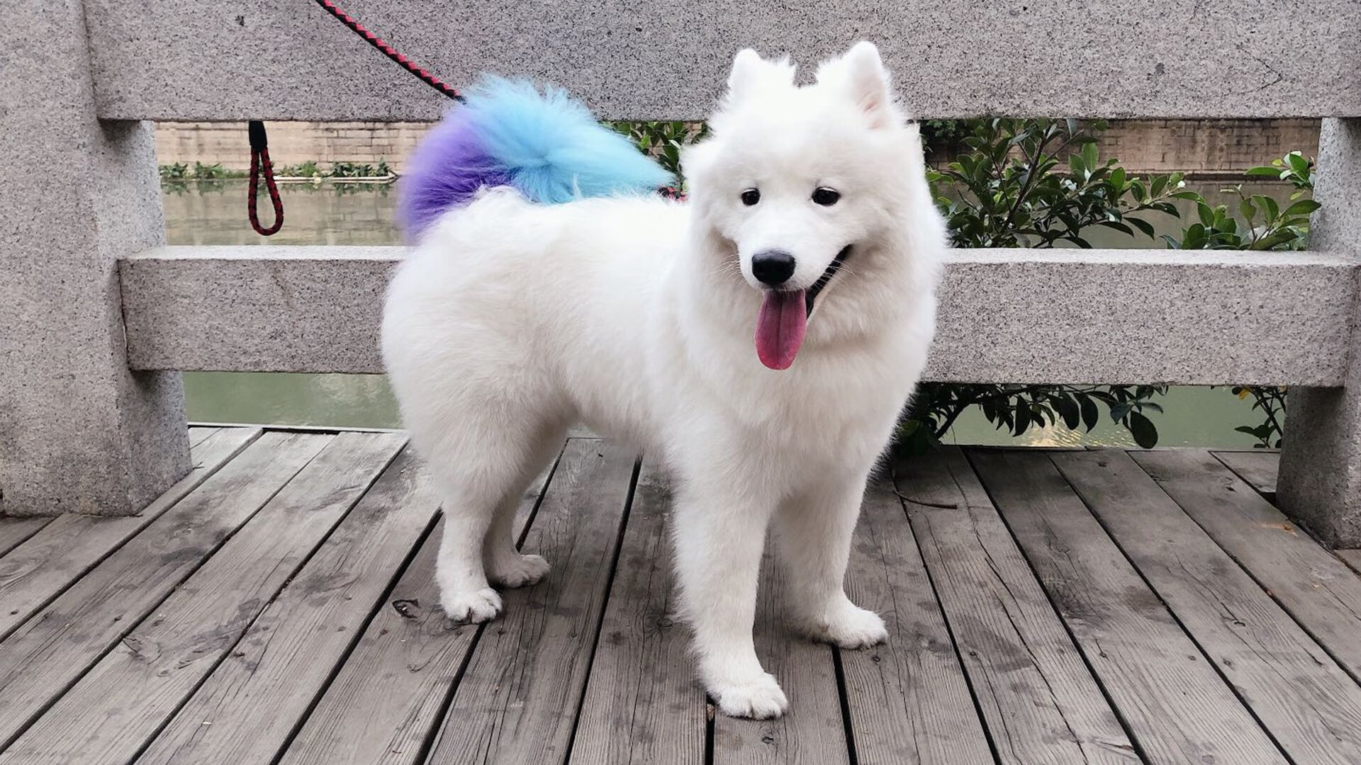 开云APP-跨越太平洋的胜利法则，广东队的终结术与小贾伦的关键先生启示录