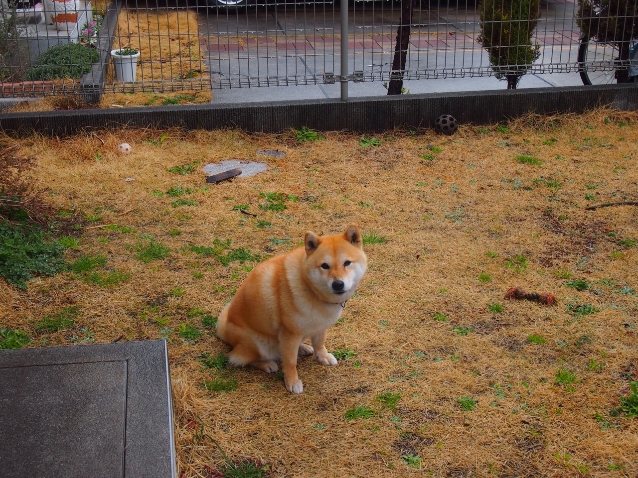 开云体育-灰熊对阵掘金,德罗赞大场面先生再展雄风