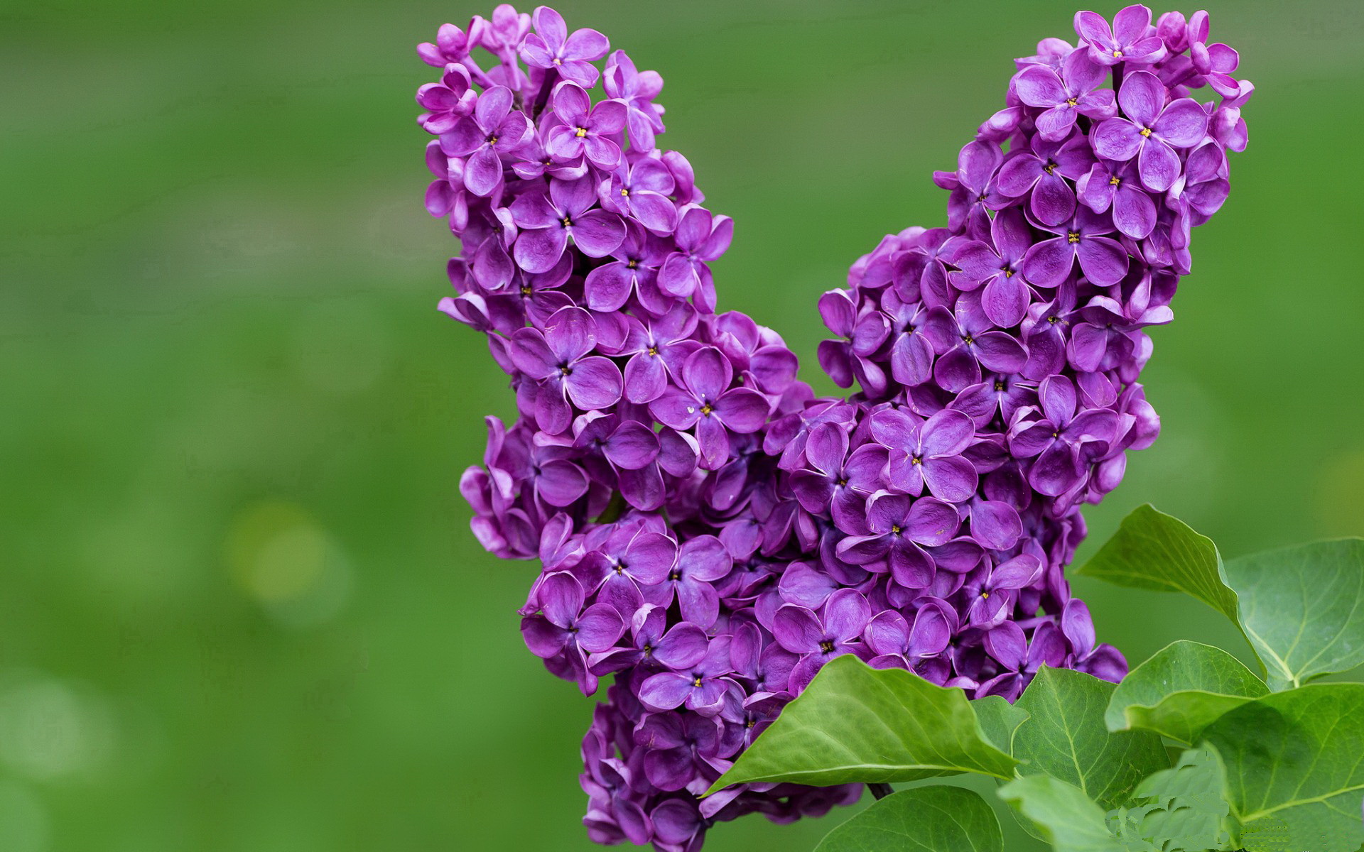 开云下载-开拓者横扫掘金！莫兰特23+11正名之战，我不是未来，是现在