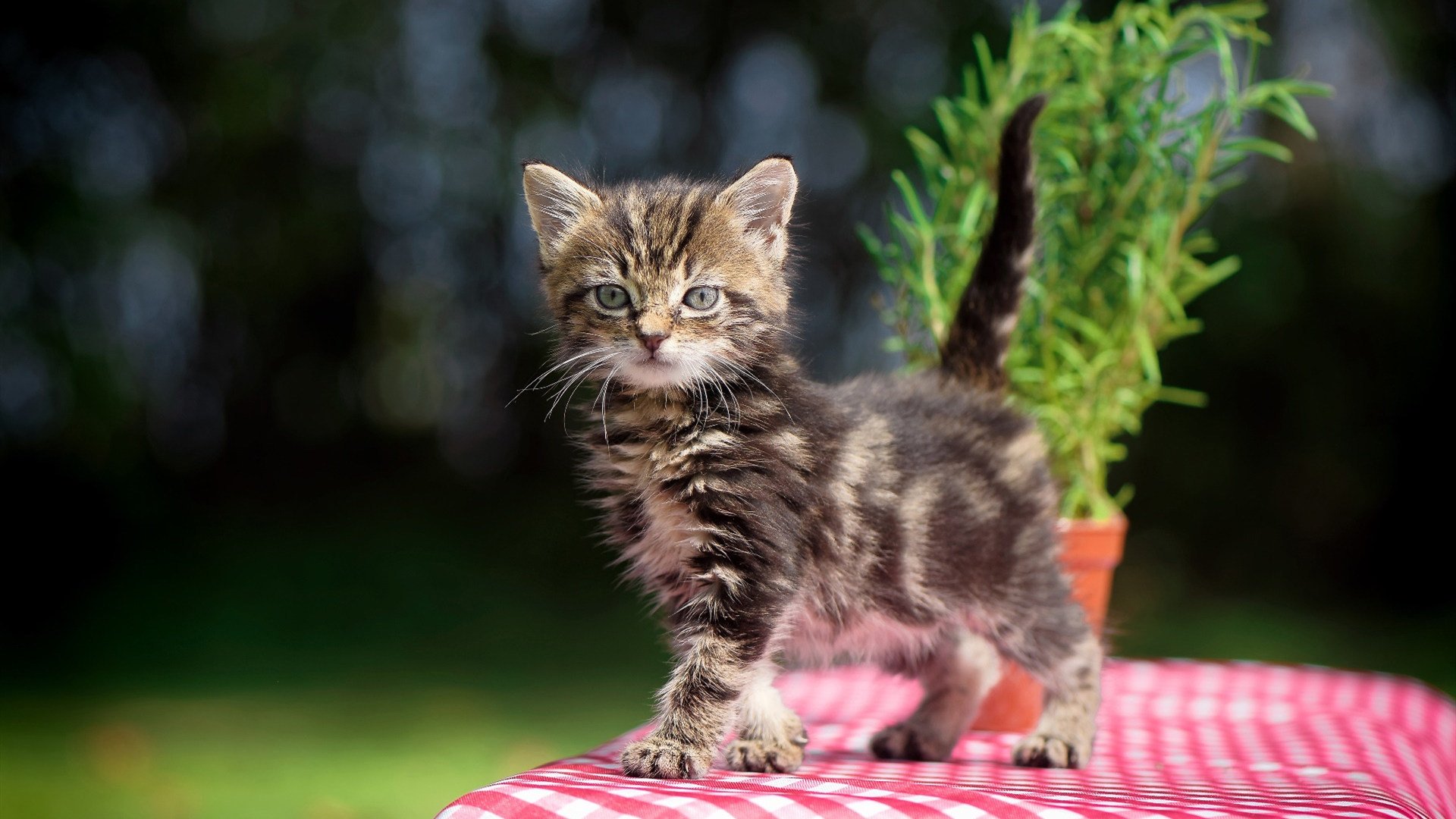 开云官网-美加墨世界杯之夜，阿劳霍铸就无解防线，对手的绝望与传奇的诞生