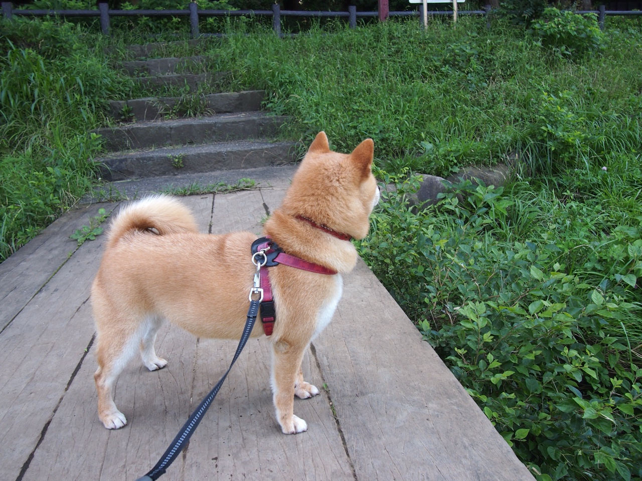 开云体育-雄鹿高飞，开拓者重塑；塔图姆终成关键先生