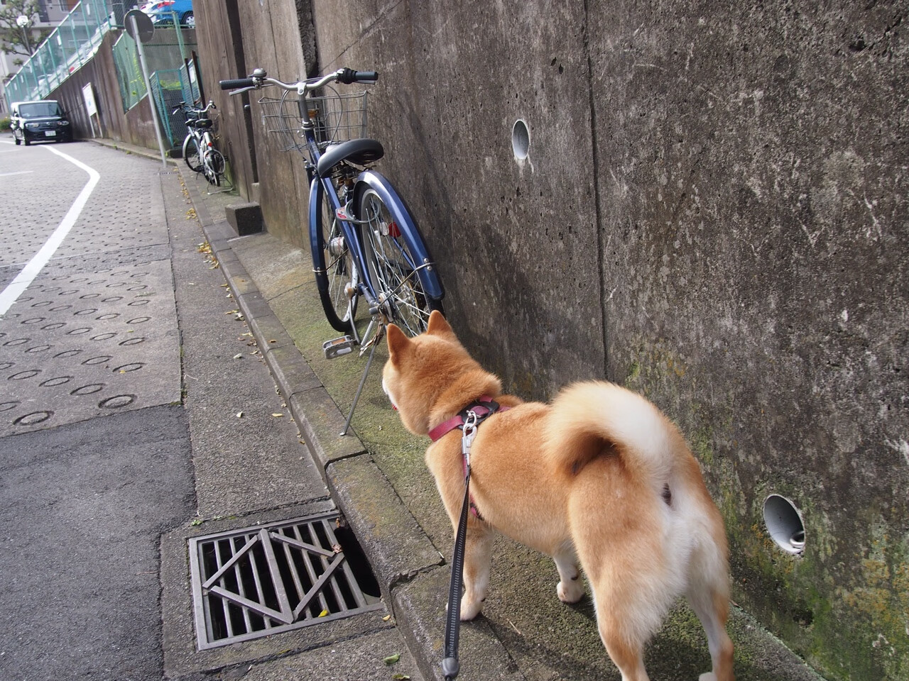 开云体育下载-铁幕下的东方试炼,当骑士封锁北京,米切尔何以成为终极答案?