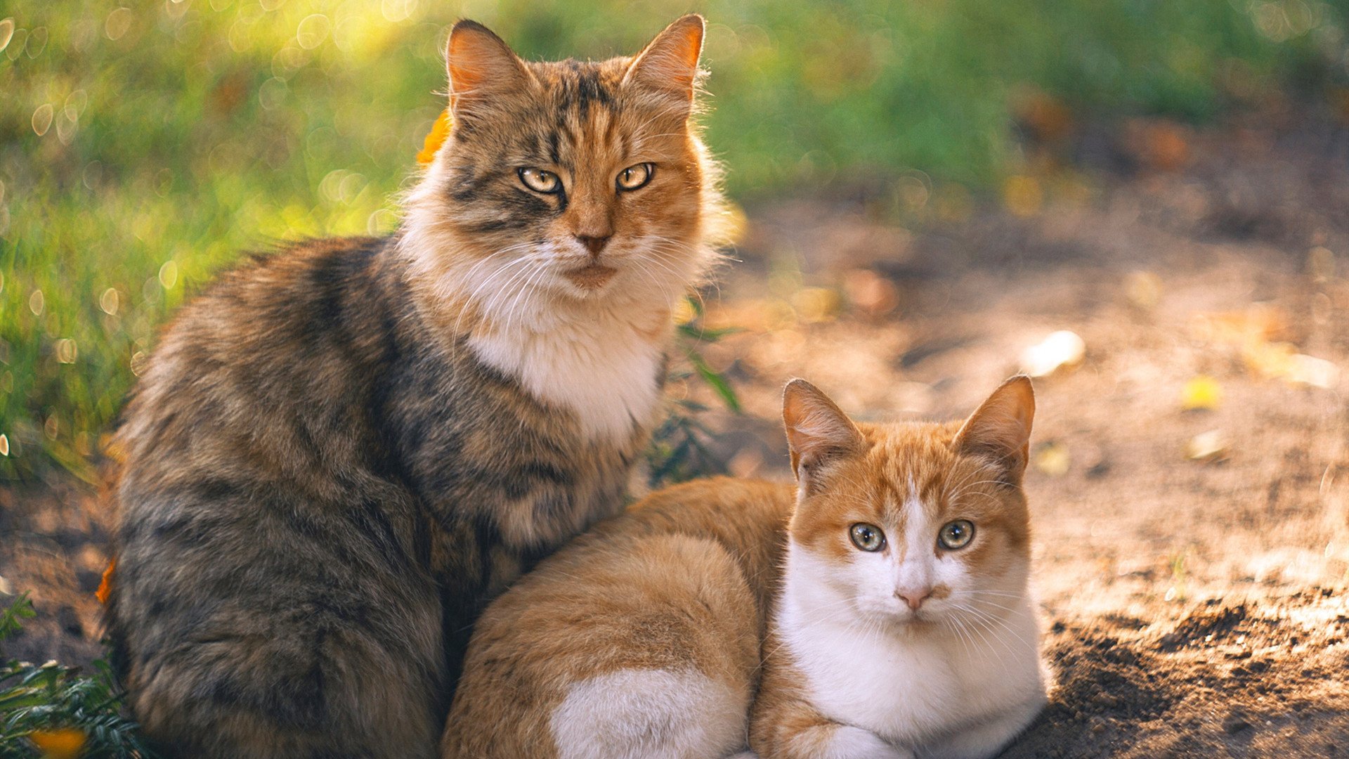开云下载-终场哨响前的心跳，马丁内利如何在绝境中为拜仁续写传奇