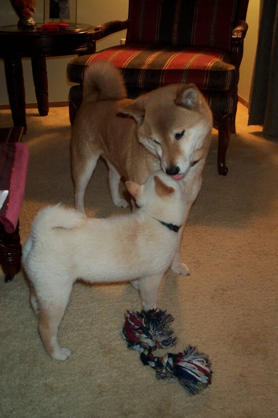 开云APP-燃爆美加墨！世界杯之夜的双子星与迪亚斯灼热灵魂