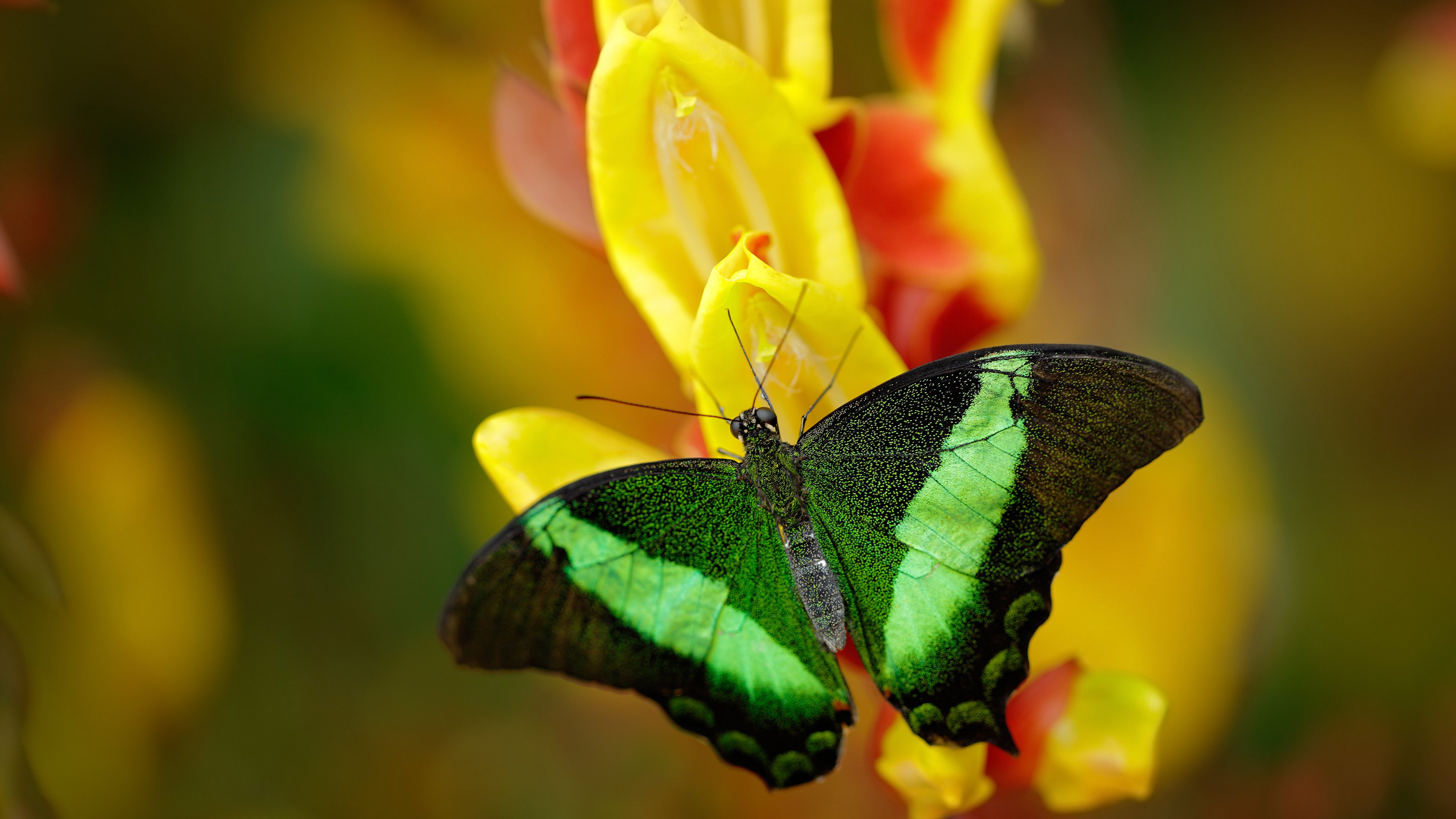 开云体育-切特一锤定音，辽宁队血拼马刺虽败犹荣，一场跨界篮球的悬念与拼搏